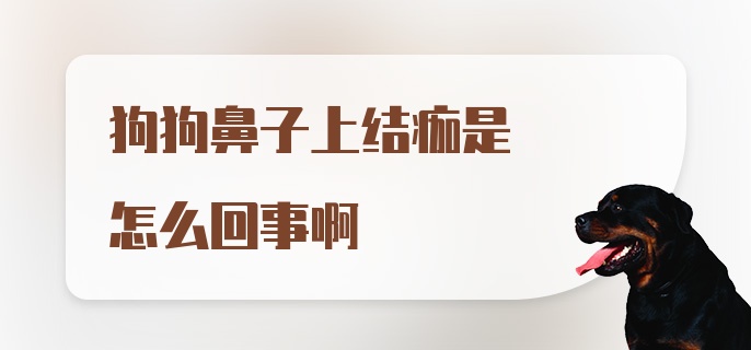 狗狗鼻子上结痂是怎么回事啊