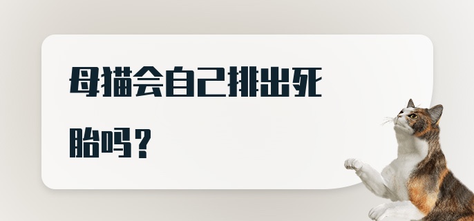 母猫会自己排出死胎吗？