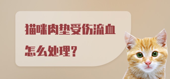 猫咪肉垫受伤流血怎么处理？