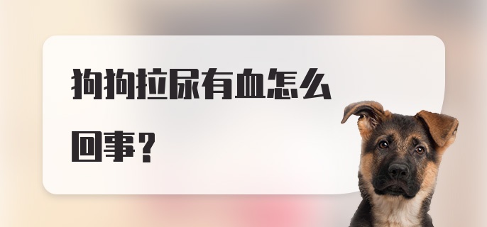 狗狗拉尿有血怎么回事?