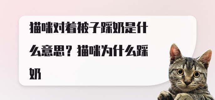 猫咪对着被子踩奶是什么意思？猫咪为什么踩奶