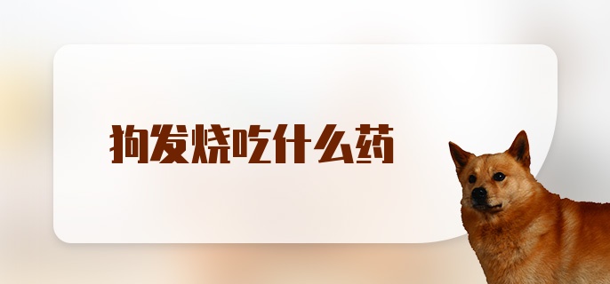 狗发烧吃什么药