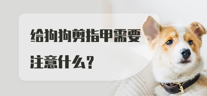 给狗狗剪指甲需要注意什么？