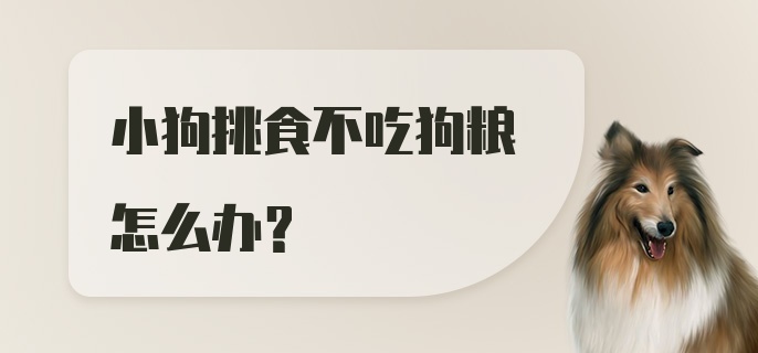 小狗挑食不吃狗粮怎么办？