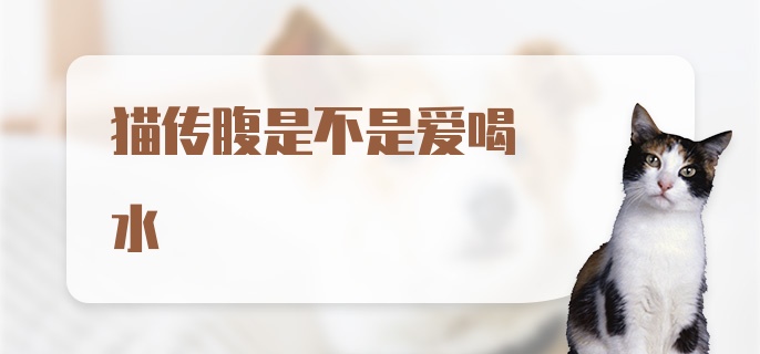 猫传腹是不是爱喝水