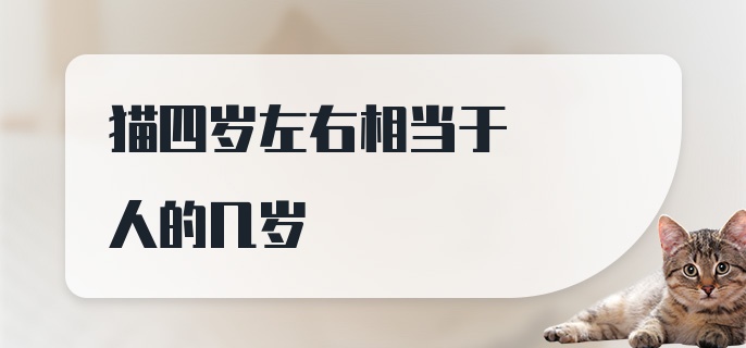 猫四岁左右相当于人的几岁