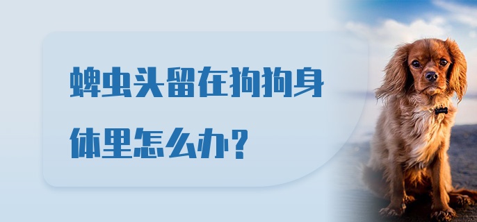 蜱虫头留在狗狗身体里怎么办？