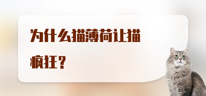 为什么猫薄荷让猫疯狂？