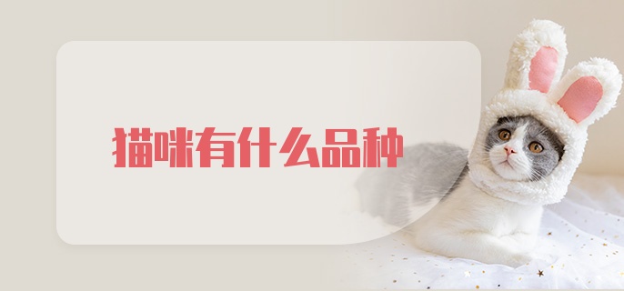 猫咪有什么品种