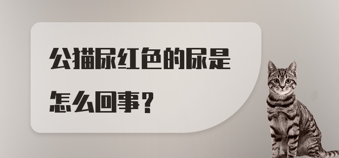 公猫尿红色的尿是怎么回事？