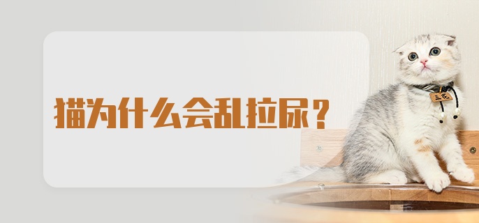 猫为什么会乱拉尿？