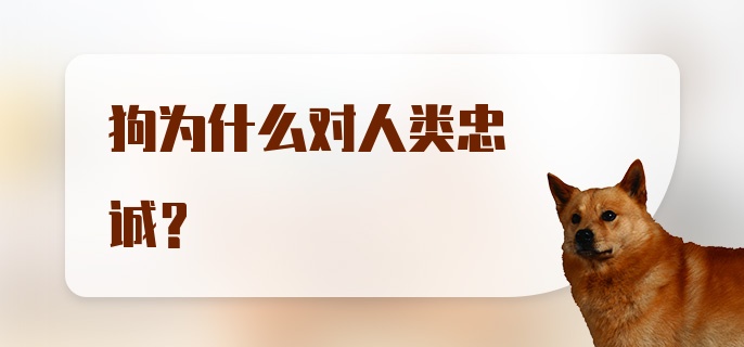 狗为什么对人类忠诚？