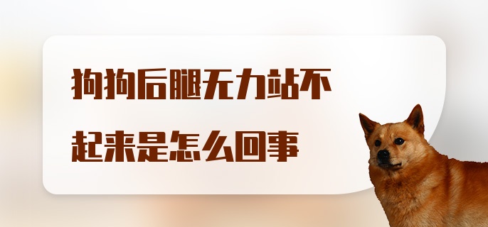 狗狗后腿无力站不起来是怎么回事