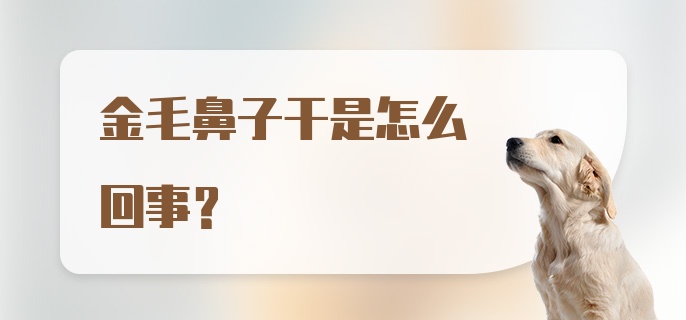 金毛鼻子干是怎么回事？