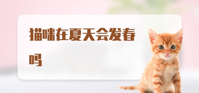 猫咪在夏天会发春吗