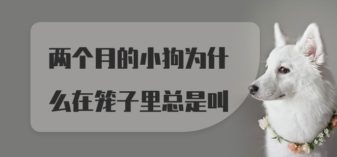 两个月的小狗为什么在笼子里总是叫