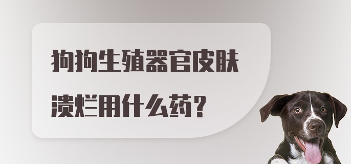 狗狗生殖器官皮肤溃烂用什么药？