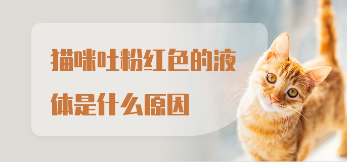 猫咪吐粉红色的液体是什么原因