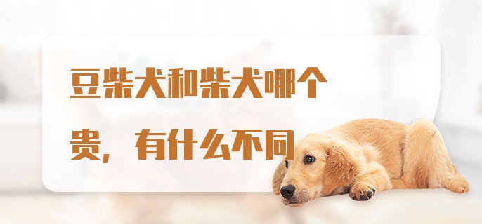 豆柴犬和柴犬哪个贵，有什么不同