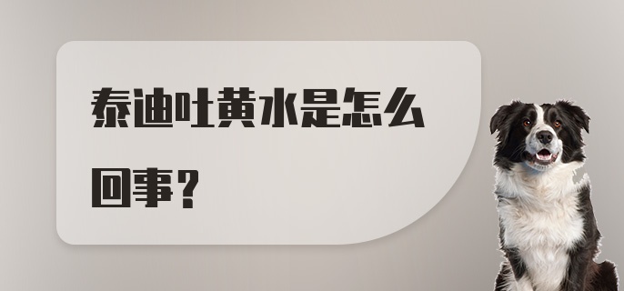 泰迪吐黄水是怎么回事?