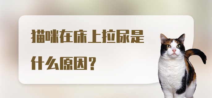 猫咪在床上拉尿是什么原因？