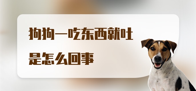 狗狗一吃东西就吐是怎么回事