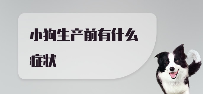 小狗生产前有什么症状