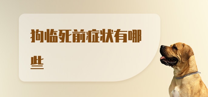 狗临死前症状有哪些