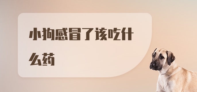 小狗感冒了该吃什么药