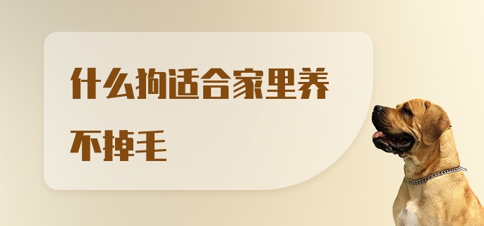 什么狗适合家里养不掉毛