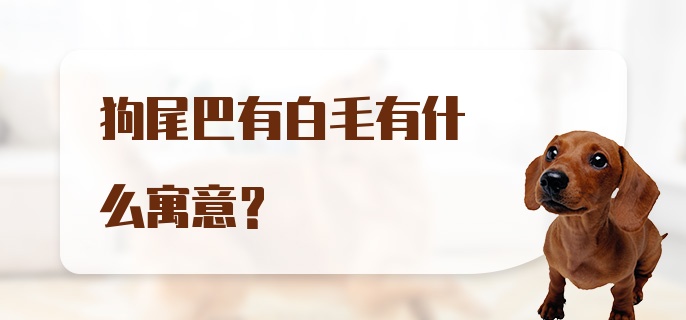 狗尾巴有白毛有什么寓意？