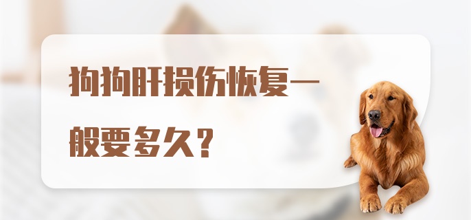 狗狗肝损伤恢复一般要多久？