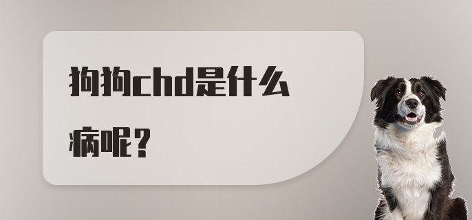 狗狗chd是什么病呢？