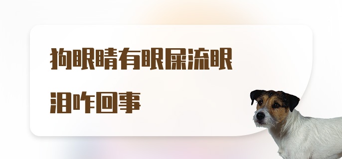 狗眼睛有眼屎流眼泪咋回事