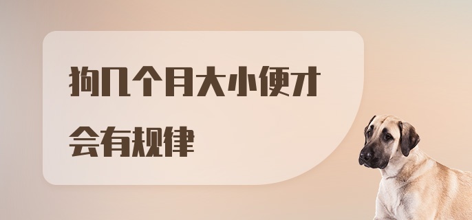 狗几个月大小便才会有规律