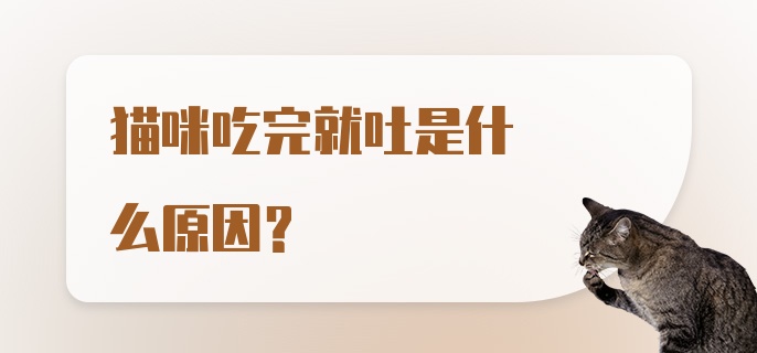 猫咪吃完就吐是什么原因？