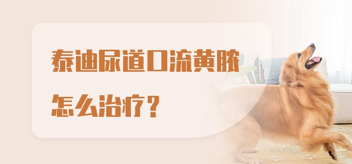 泰迪尿道口流黄脓怎么治疗？