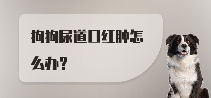 狗狗尿道口红肿怎么办？