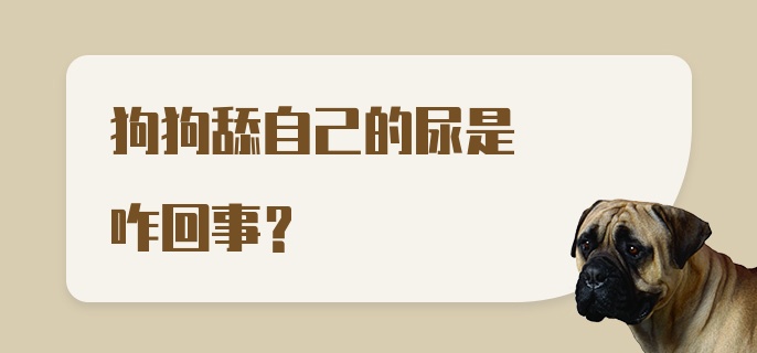 狗狗舔自己的尿是咋回事？