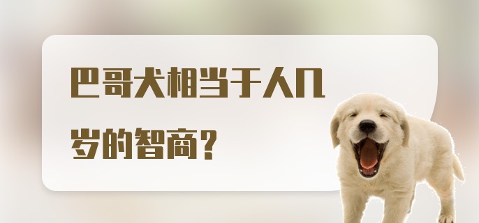 巴哥犬相当于人几岁的智商？