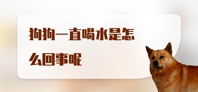 狗狗一直喝水是怎么回事呢