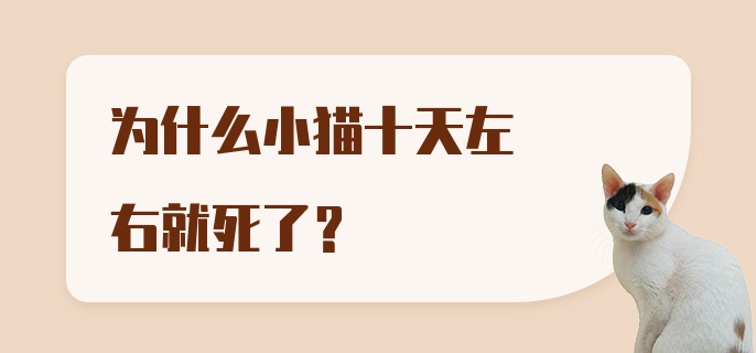 为什么小猫十天左右就死了？