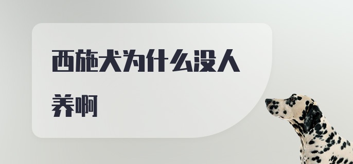 西施犬为什么没人养啊