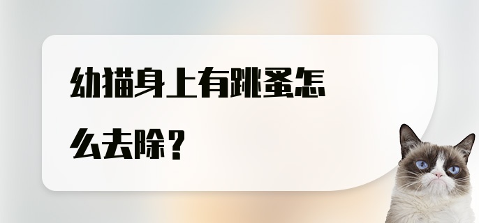 幼猫身上有跳蚤怎么去除？