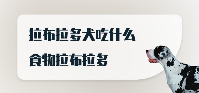 拉布拉多犬吃什么食物拉布拉多