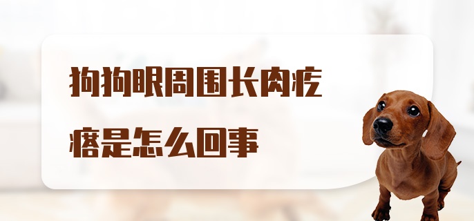 狗狗眼周围长肉疙瘩是怎么回事