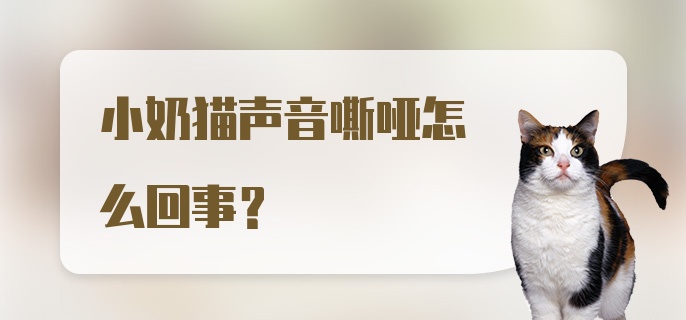 小奶猫声音嘶哑怎么回事？