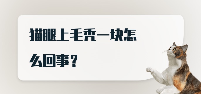 猫腿上毛秃一块怎么回事？