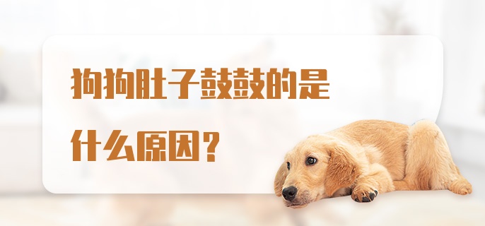 狗狗肚子鼓鼓的是什么原因？