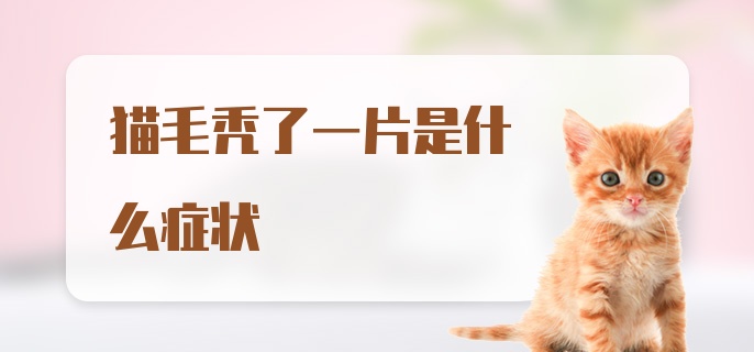 猫毛秃了一片是什么症状